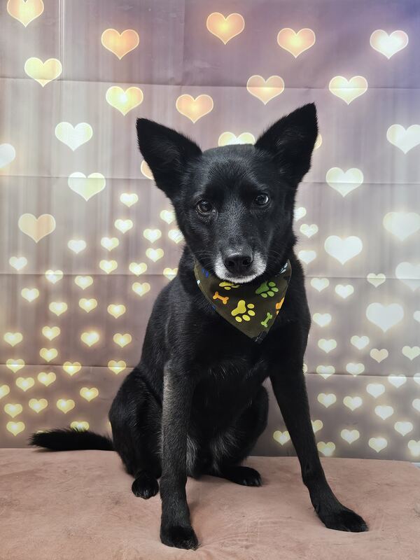 Perrito feliz después de su sesión en Dany Motitas, peluquería canina en La Florida