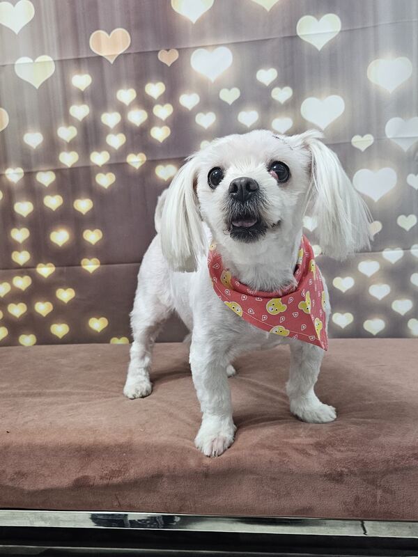 Perrito feliz después de su sesión en Dany Motitas, peluquería canina en La Florida