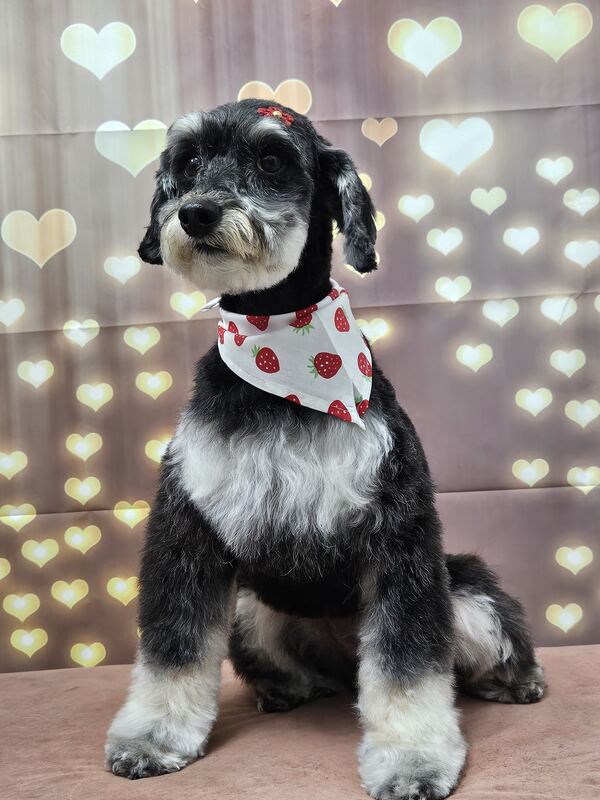 Perrito feliz después de su sesión en Dany Motitas, peluquería canina en La Florida