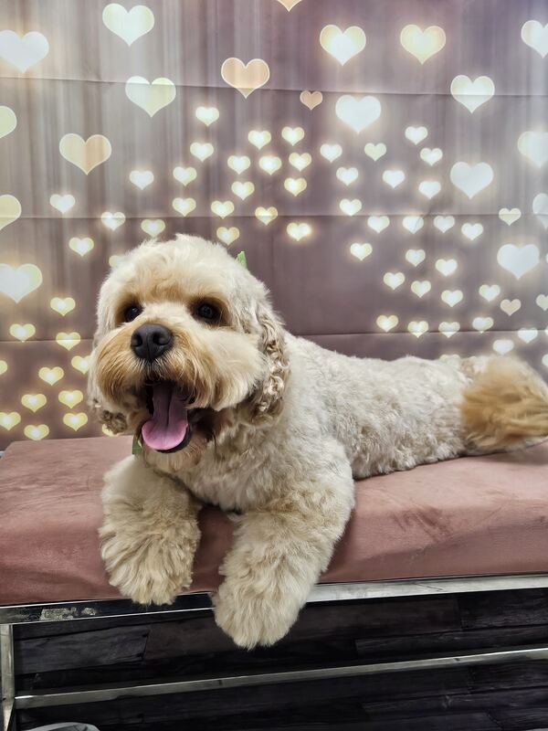 Perrito feliz después de su sesión en Dany Motitas, peluquería canina en La Florida