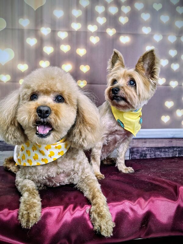 Perrito feliz después de su sesión en Dany Motitas, peluquería canina en La Florida