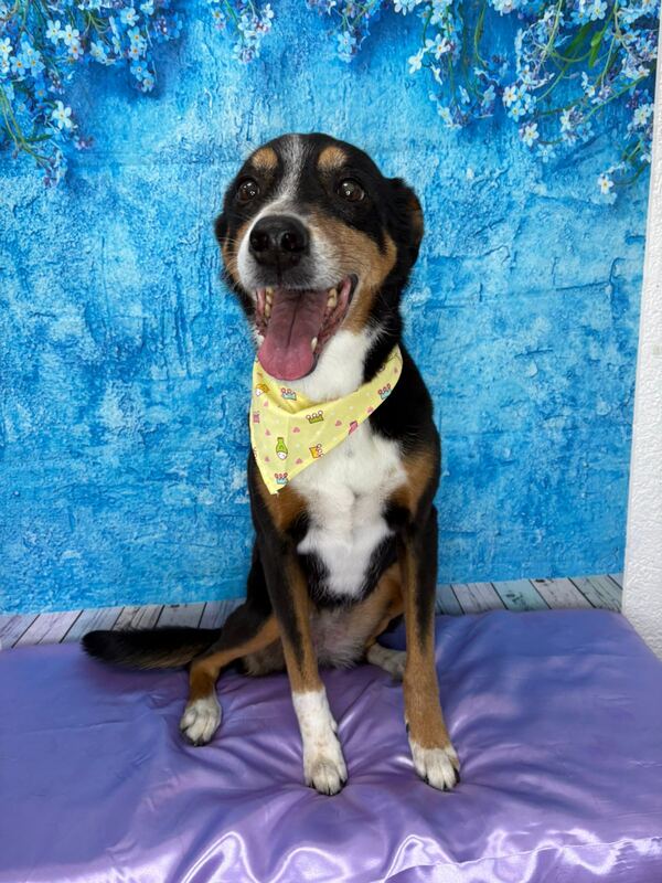 Perrito feliz después de su sesión en Dany Motitas, peluquería canina en La Florida