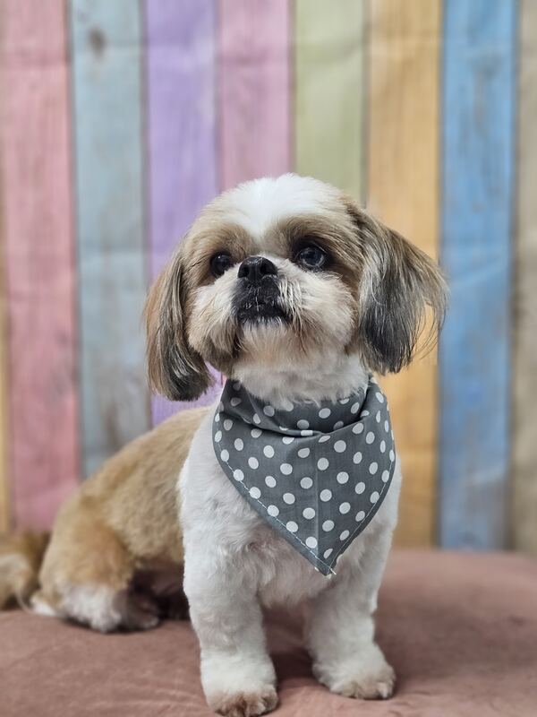 Perrito feliz después de su sesión en Dany Motitas, peluquería canina en La Florida