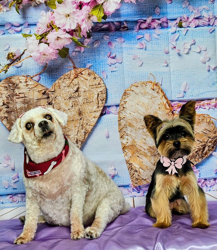 Perrito feliz después de su sesión en Dany Motitas, peluquería canina en La Florida