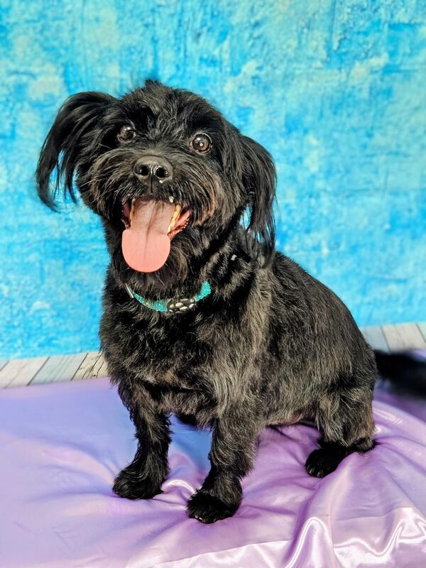 Perrito feliz después de su sesión en Dany Motitas, peluquería canina en La Florida
