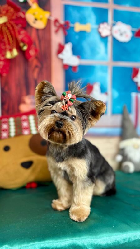 Perrito feliz después de su sesión en Dany Motitas, peluquería canina en La Florida