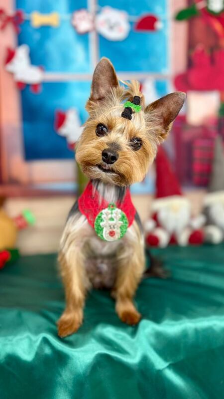 Perrito feliz después de su sesión en Dany Motitas, peluquería canina en La Florida