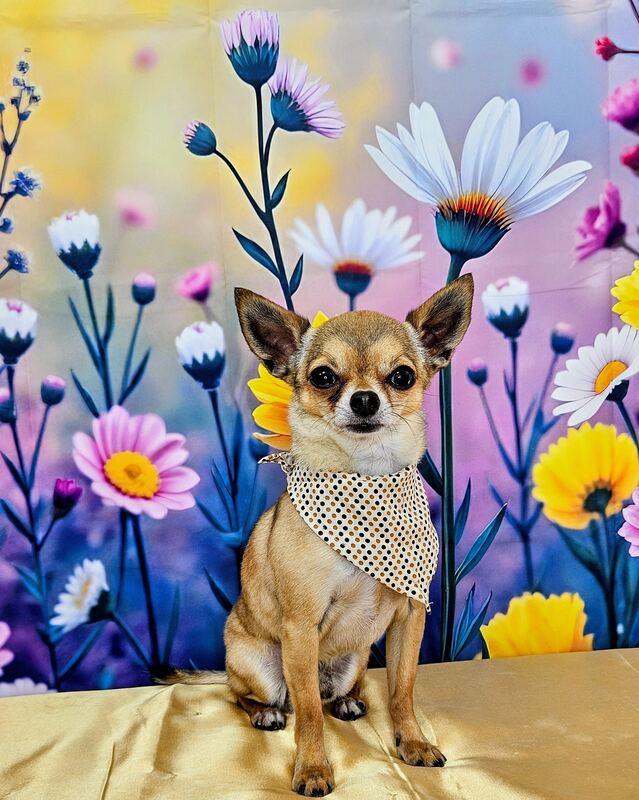 Perrito feliz después de su sesión en Dany Motitas, peluquería canina en La Florida