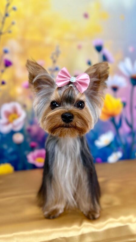 Perrito feliz después de su sesión en Dany Motitas, peluquería canina en La Florida