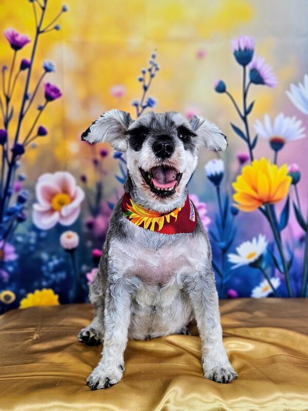 Perrito feliz después de su sesión en Dany Motitas, peluquería canina en La Florida