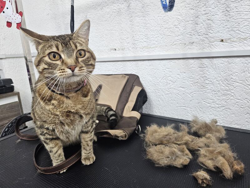 Perrito feliz después de su sesión en Dany Motitas, peluquería canina en La Florida