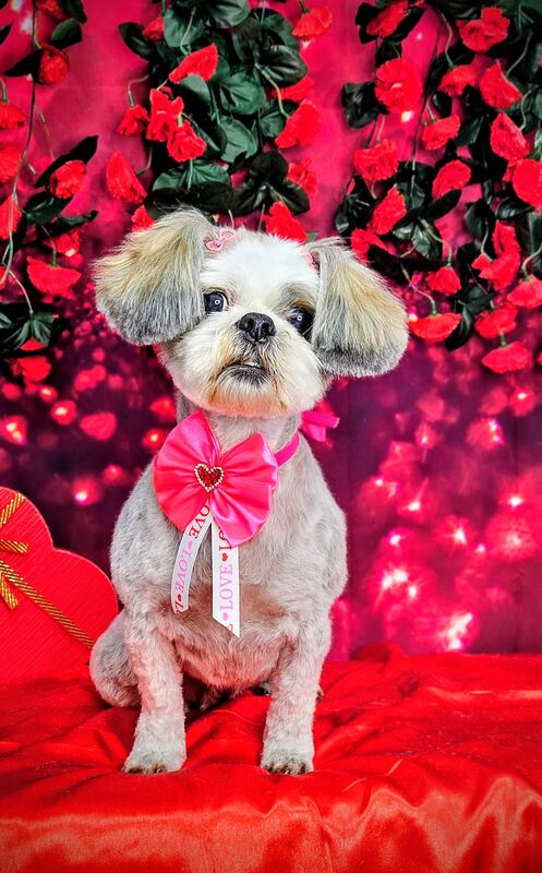 Perrito feliz después de su sesión en Dany Motitas, peluquería canina en La Florida