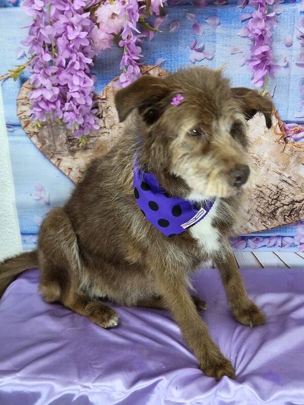 Perrito feliz después de su sesión en Dany Motitas, peluquería canina en La Florida