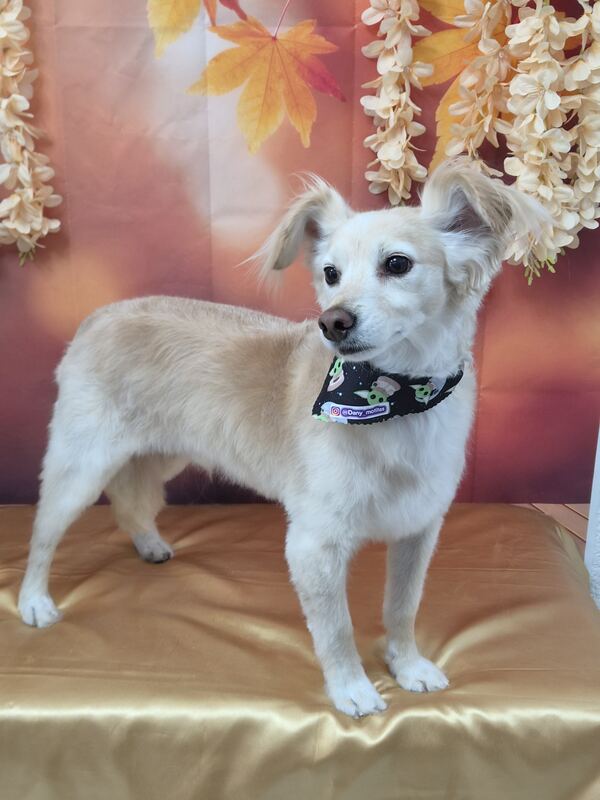 Perrito feliz después de su sesión en Dany Motitas, peluquería canina en La Florida