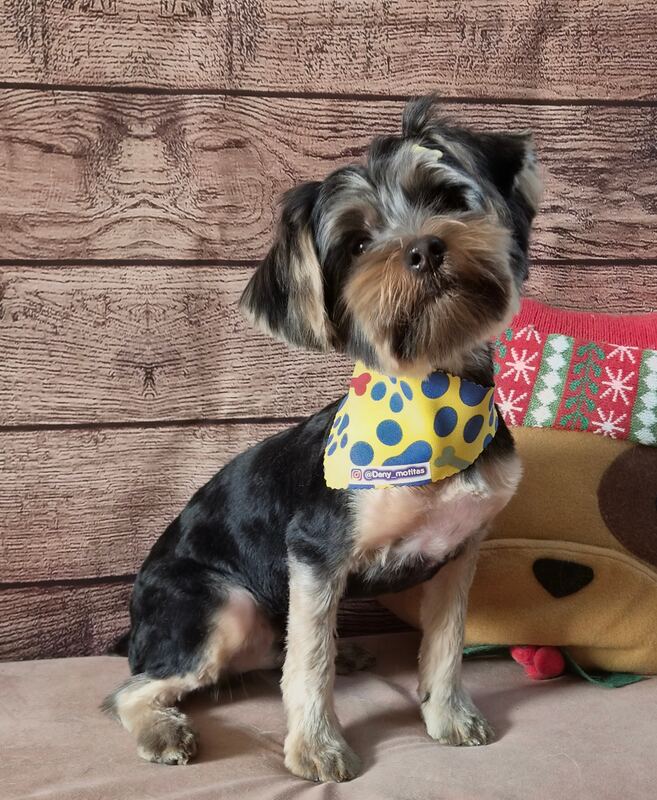 Perrito feliz después de su sesión en Dany Motitas, peluquería canina en La Florida