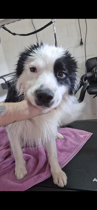 Perrito feliz después de su sesión en Dany Motitas, peluquería canina en La Florida