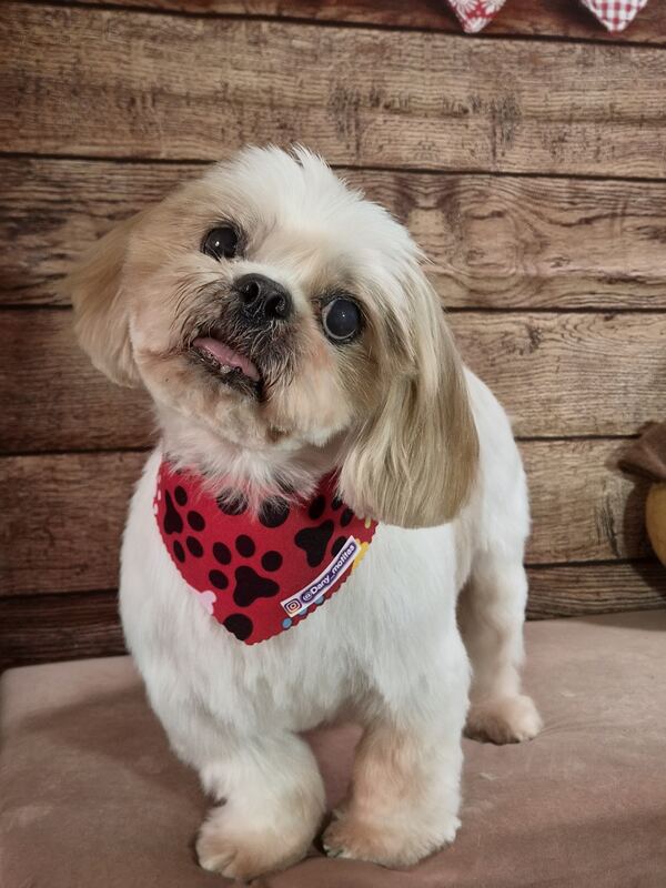 Perrito feliz después de su sesión en Dany Motitas, peluquería canina en La Florida