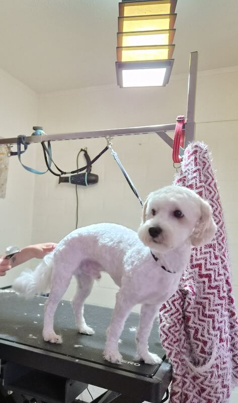 Perrito feliz después de su sesión en Dany Motitas, peluquería canina en La Florida
