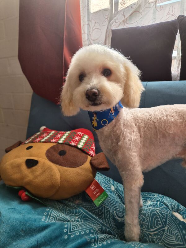 Perrito feliz después de su sesión en Dany Motitas, peluquería canina en La Florida