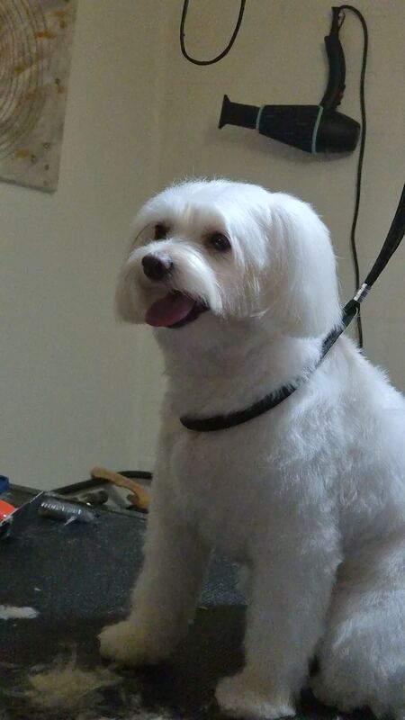 Perrito feliz después de su sesión en Dany Motitas, peluquería canina en La Florida