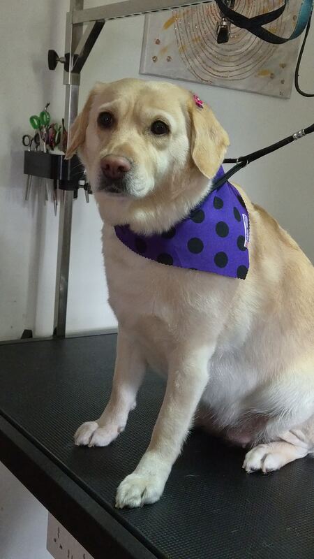 Perrito feliz después de su sesión en Dany Motitas, peluquería canina en La Florida