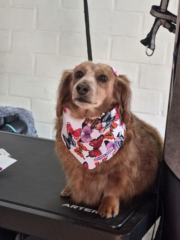 Perrito feliz después de su sesión en Dany Motitas, peluquería canina en La Florida