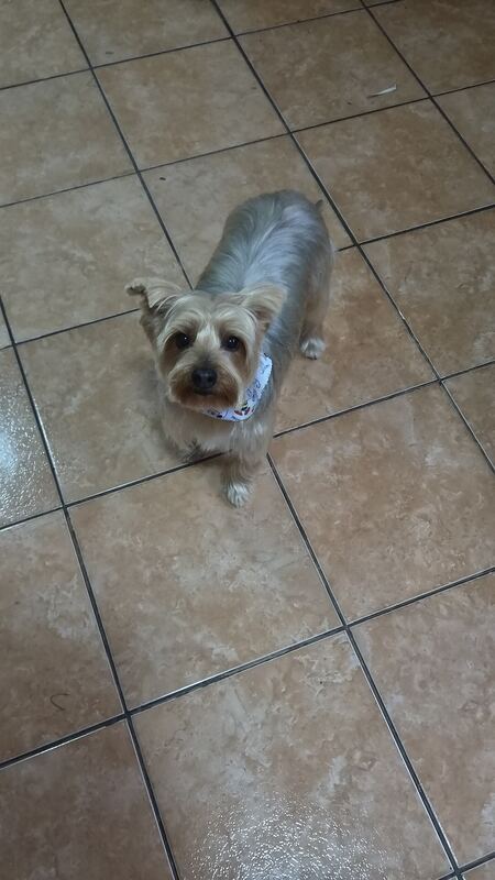 Perrito feliz después de su sesión en Dany Motitas, peluquería canina en La Florida