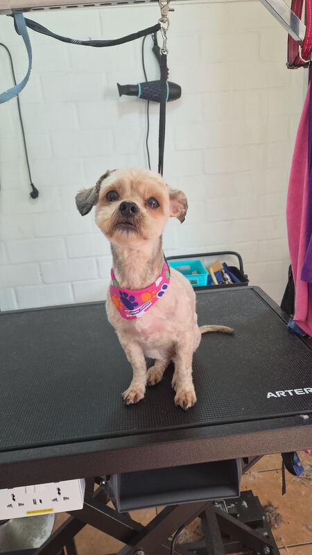 Perrito feliz después de su sesión en Dany Motitas, peluquería canina en La Florida