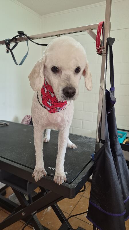 Perrito feliz después de su sesión en Dany Motitas, peluquería canina en La Florida