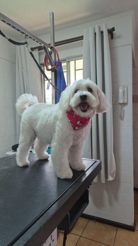 Perrito feliz después de su sesión en Dany Motitas, peluquería canina en La Florida