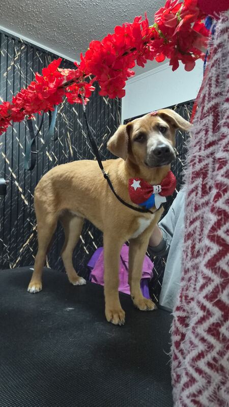 Perrito feliz después de su sesión en Dany Motitas, peluquería canina en La Florida