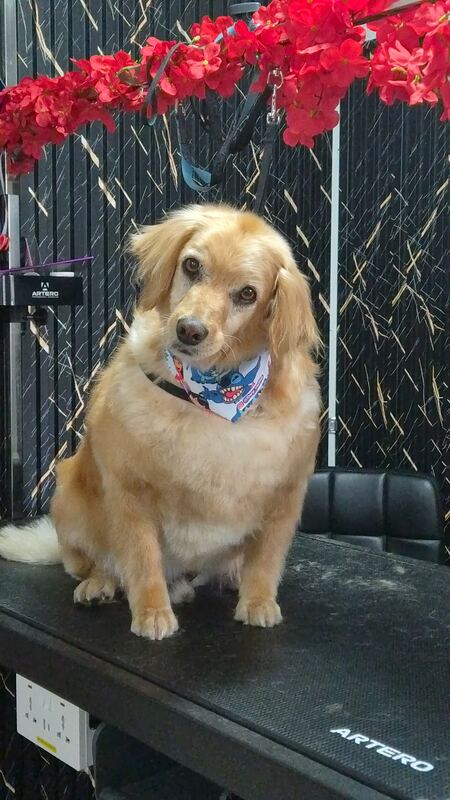 Perrito feliz después de su sesión en Dany Motitas, peluquería canina en La Florida
